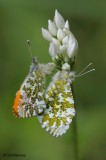 Orange Tips 090510_3